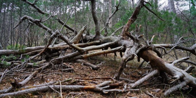 4c659699 09e3 4431 9102 a0865bc4d1c6 w1200 r1