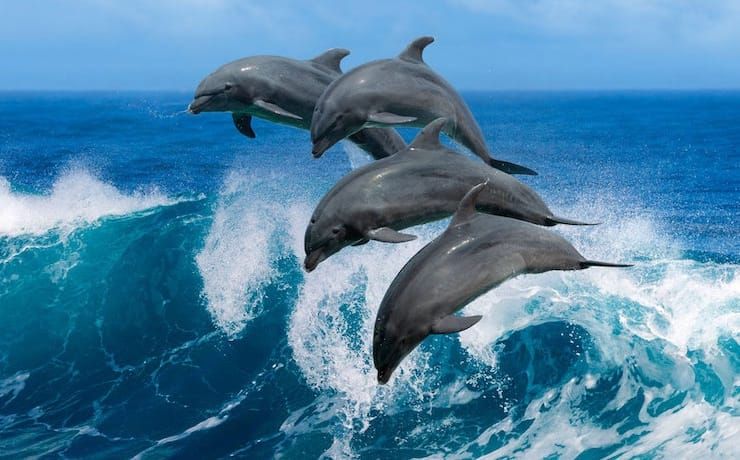 dolphins