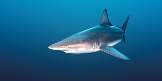 1532226189 108 0 1891 1003 1920x0 80 0 0 810a9c1cefb483b0976233b2d3a18cee