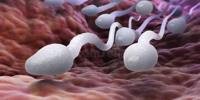 male sperm cells d illustration 86792709